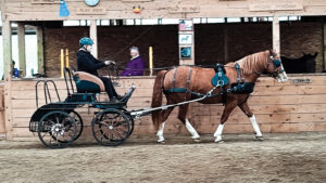A driver takes a carriage for a spin during a clinic on Victoria weekend at the Wallace River Equestrian Centre in Cumberland County. (Photo: Kristeen Thomson
